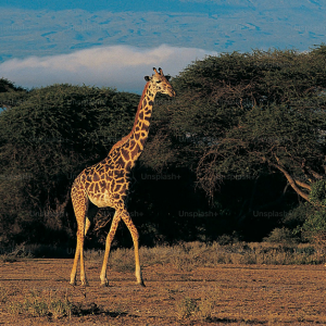 Step Into the Wild Heart of Africa, Witness majestic wildlife!