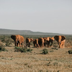 Kenya Safari Package