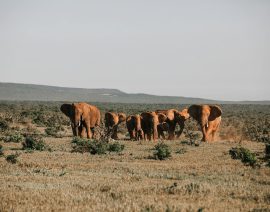 pexels-rachel-claire-4577129